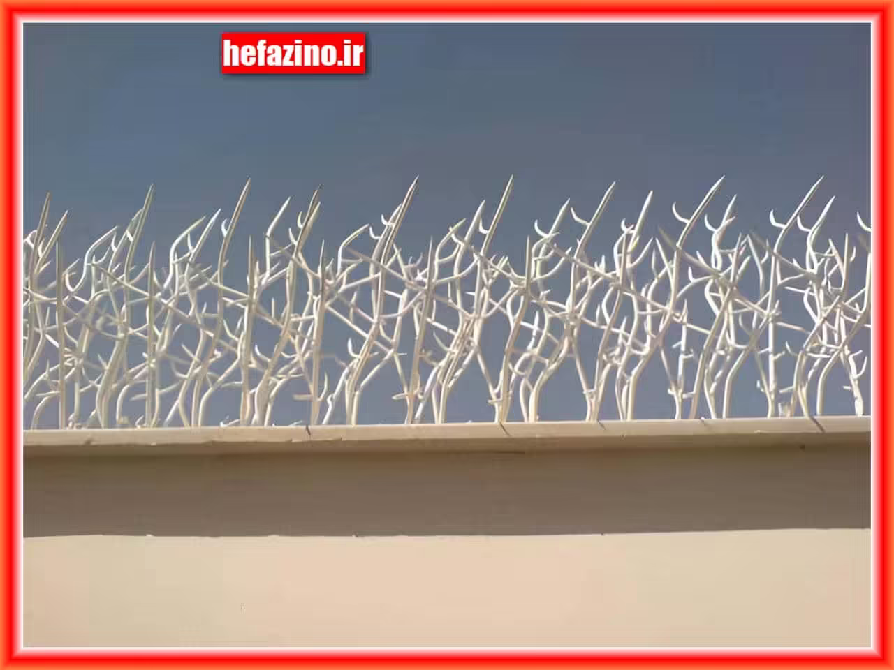 پرطرفدارترین انواع حفاظ شاخ گوزنی پرطرفدارترین انواع حفاظ شاخ گوزنی