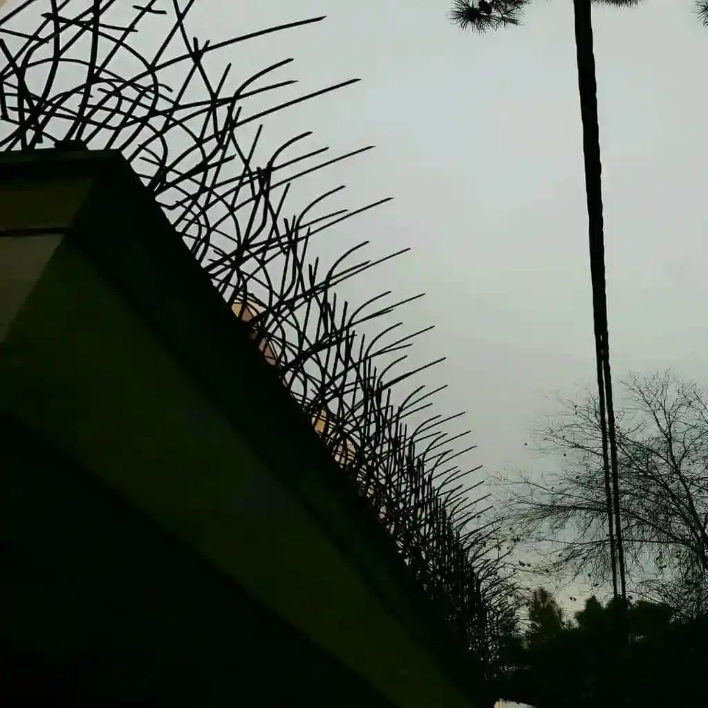 حفاظ شاخ گوزنی دیوار