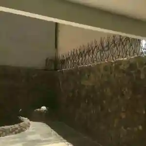 عکس مدل های متنوع حفاظ شاخ گوزنی