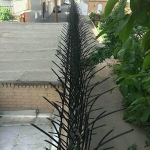 حفاظ شاخ گوزنی در استان گلستان