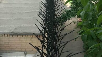 حفاظ شاخ گوزنی در استان گلستان