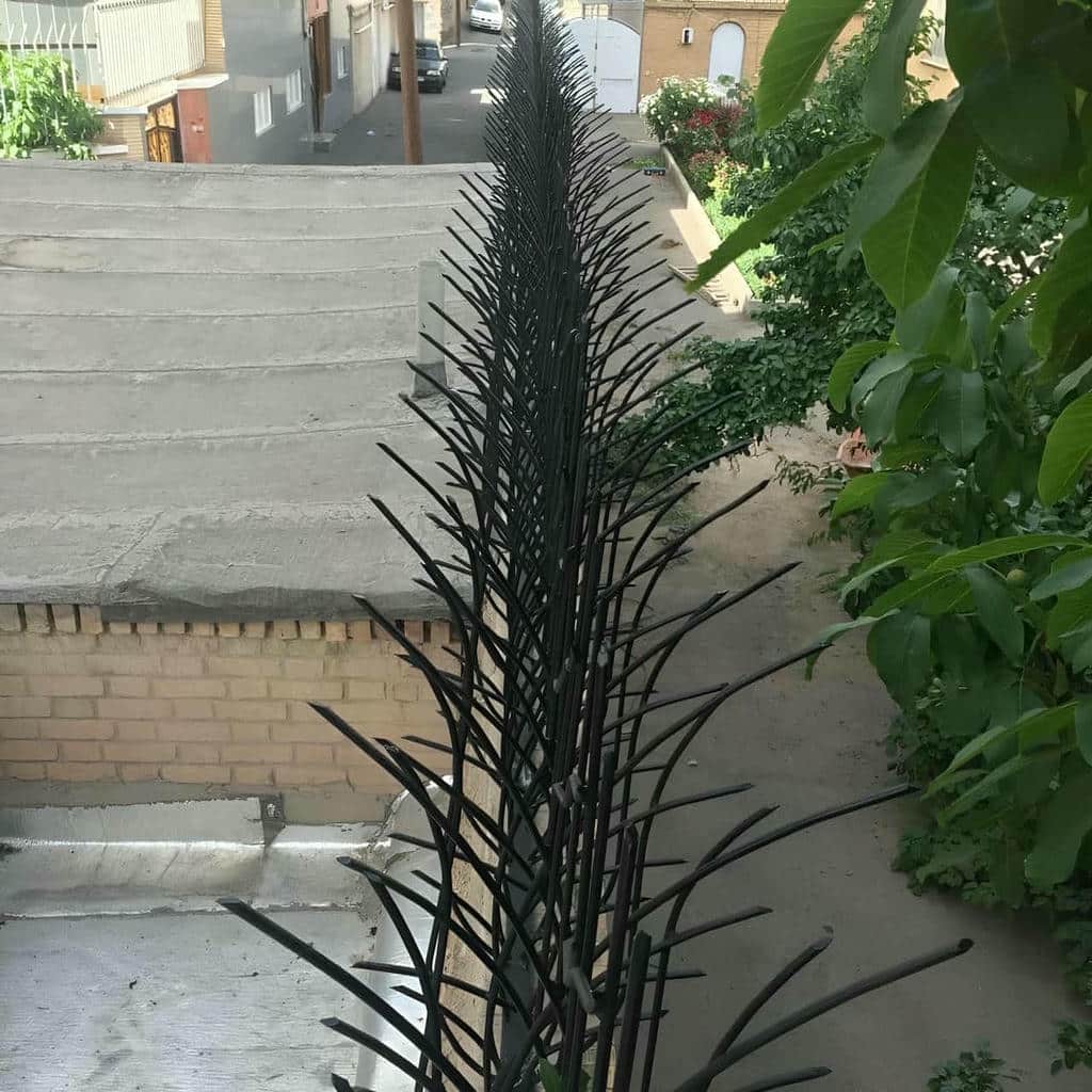 حفاظ شاخ گوزنی در استان گلستان