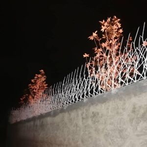 حفاظ شاخ گوزنی در آمل