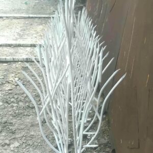 حفاظ شاخ گوزنی در خرم آباد