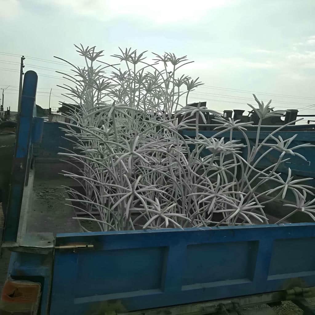 خرید حفاظ شاخ گوزنی شاخه متراکم در فیروزکوه
