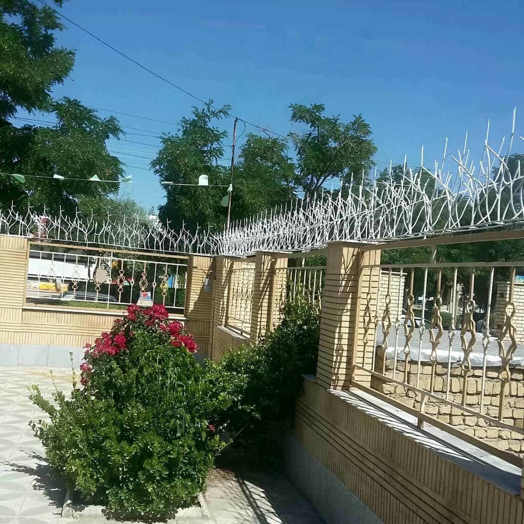 حفاظ شاخ گوزنی در استان گیلان