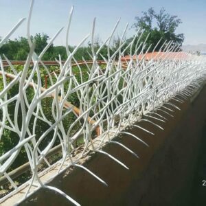 حفاظ شاخ گوزنی در نوشهر
