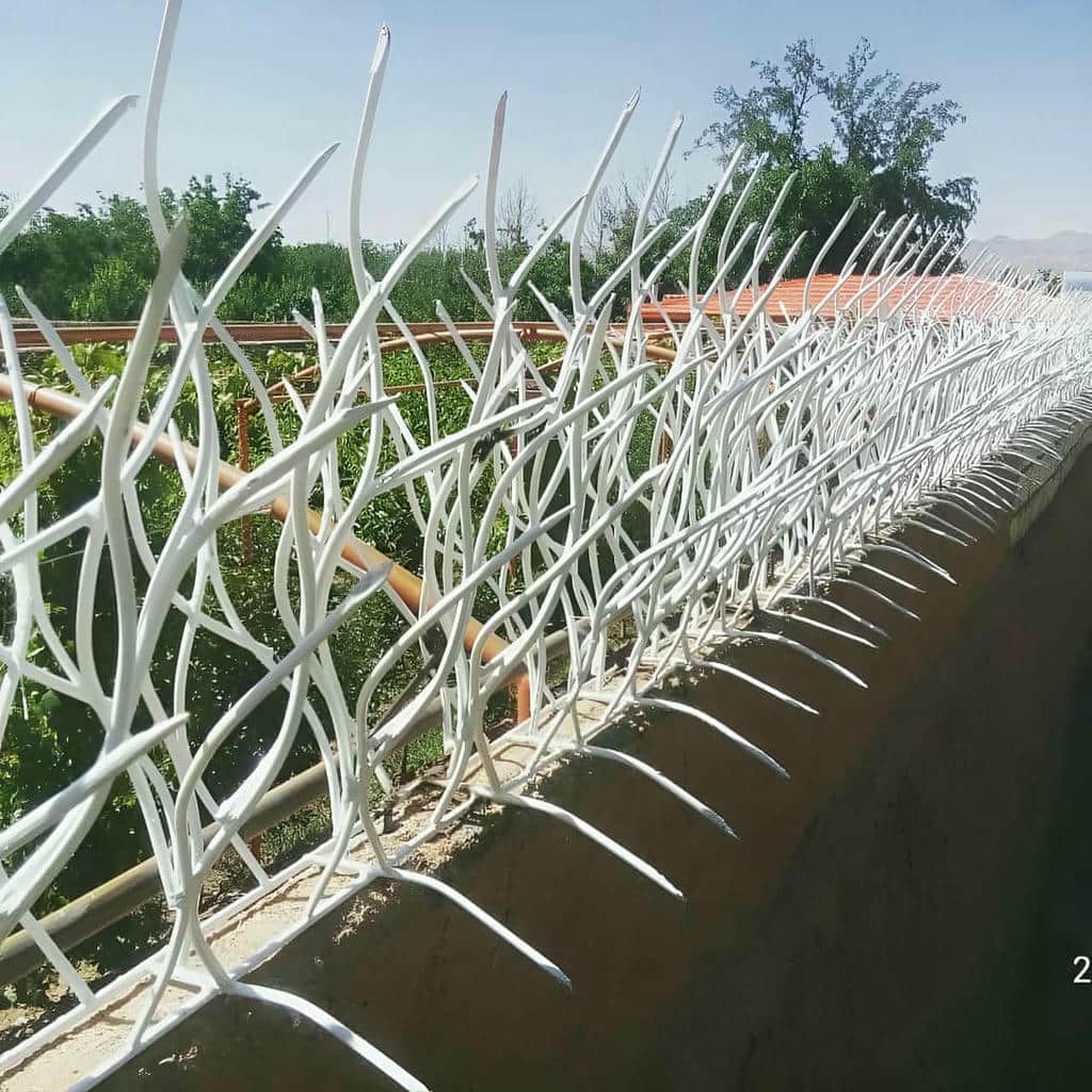 حفاظ شاخ گوزنی در نوشهر