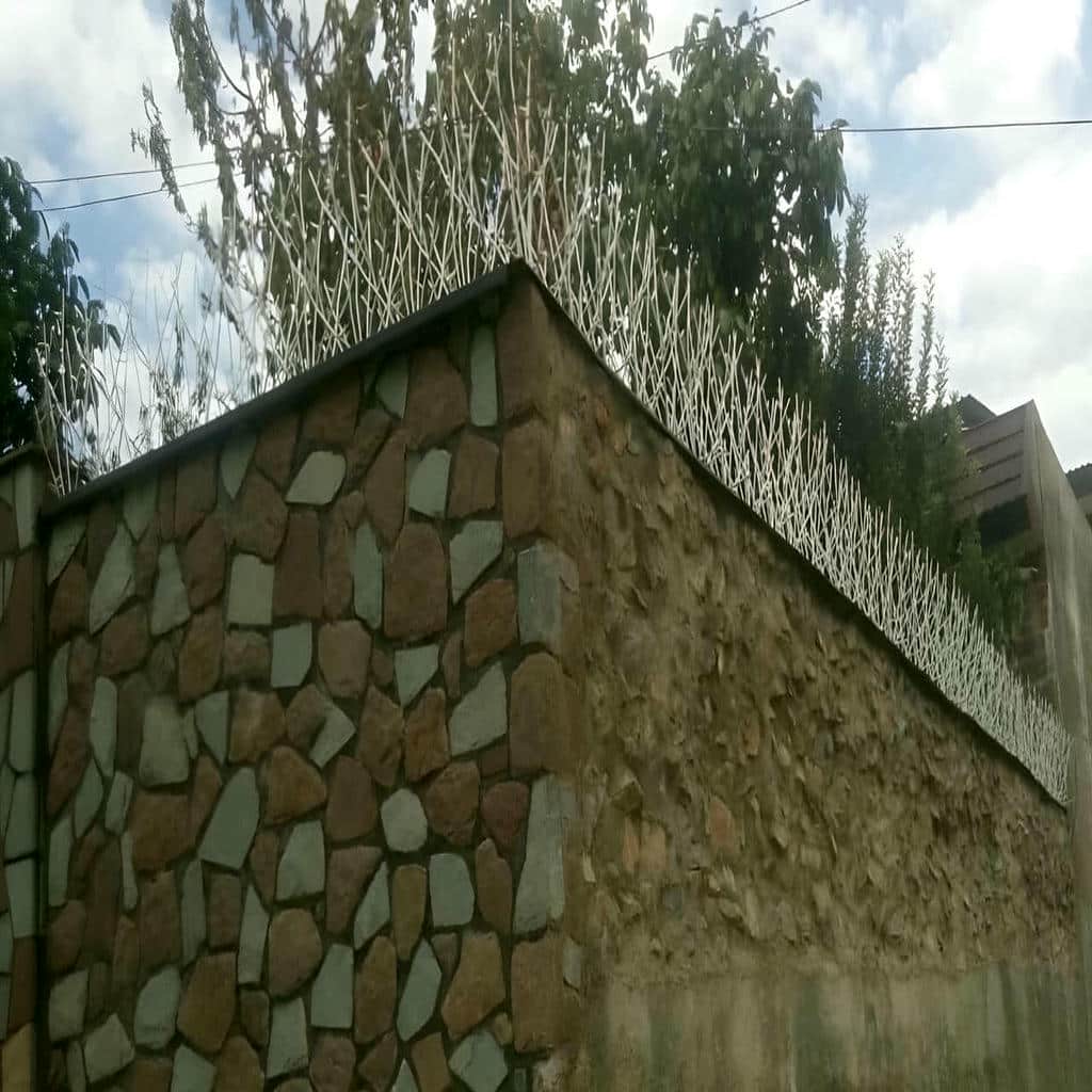 حفاظ شاخ گوزنی در پرند