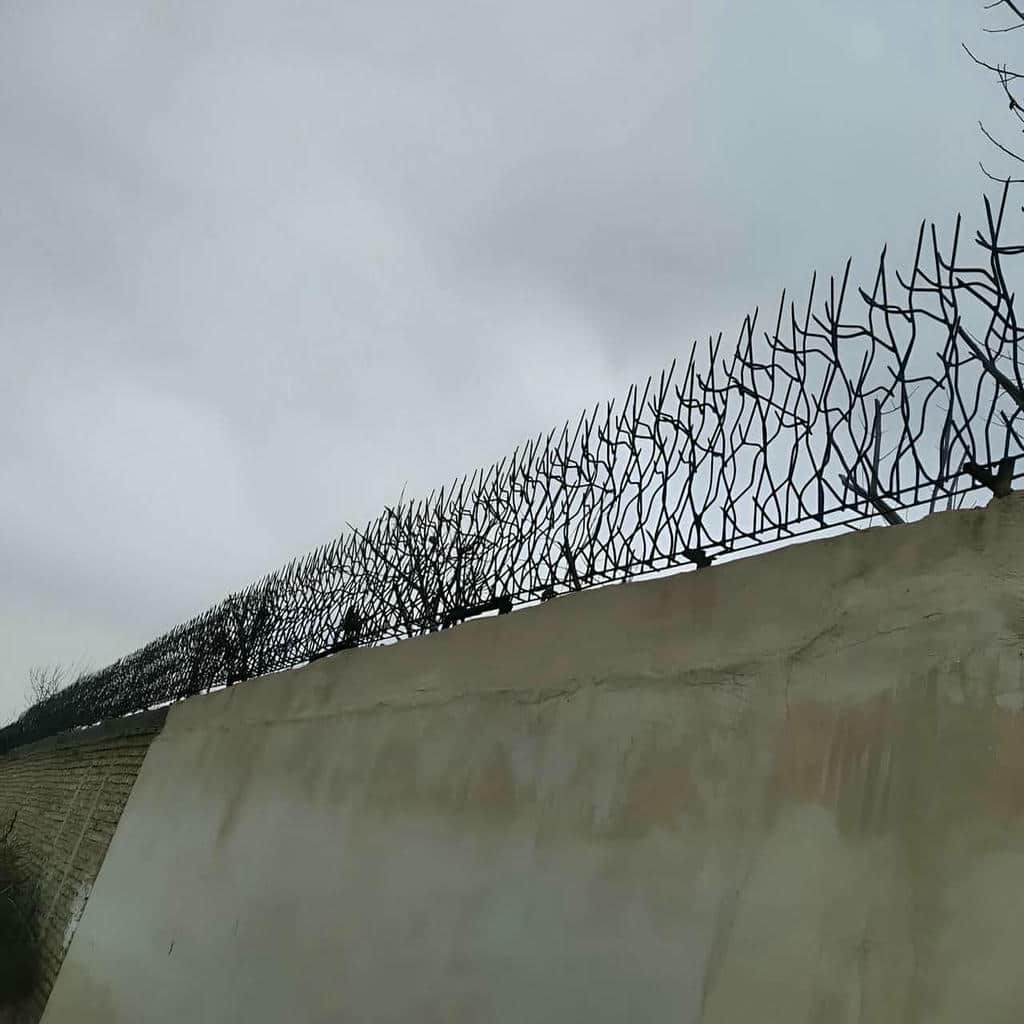 خرید حفاظ شاخ گوزنی شاخه متراکم در سیرجان