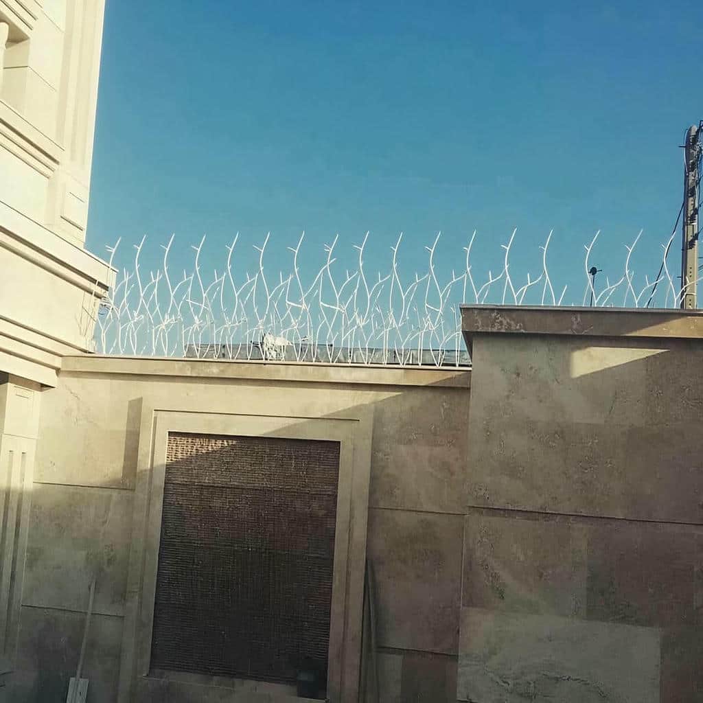 حفاظ شاخ گوزنی در کرمانشاه