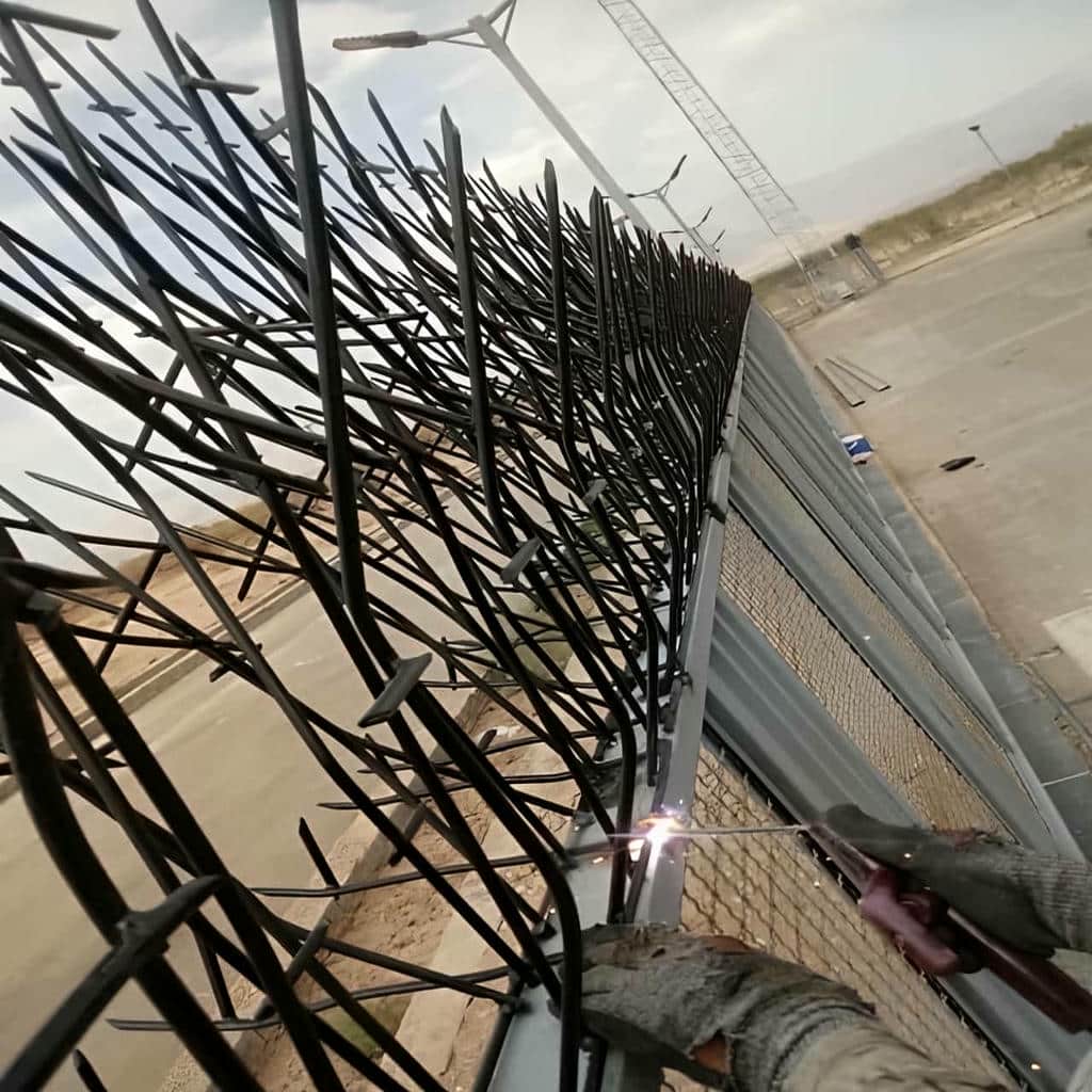حفاظ شاخ گوزنی در ملارد