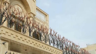حفاظ شاخ گوزنی در بندرعباس
