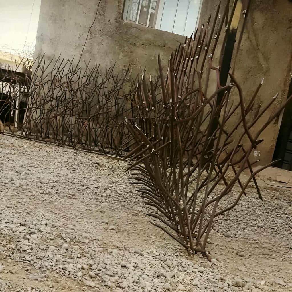 حفاظ شاخ گوزنی در قم