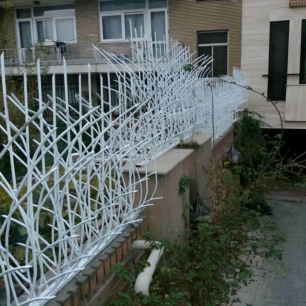 حفاظ شاخ گوزنی در مریوان