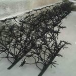 حفاظ شاخ گوزنی در اصفهان