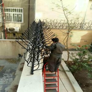 حفاظ شاخ گوزنی در آبسرد