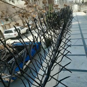 حفاظ شاخ گوزنی در کرج