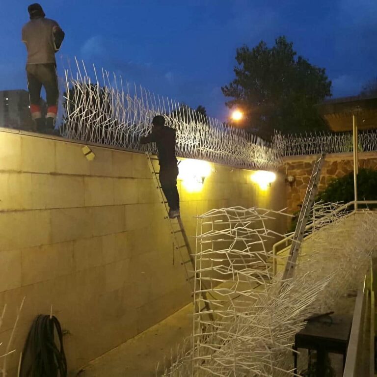 حفاظ شاخ گوزنی در بندر چابهار