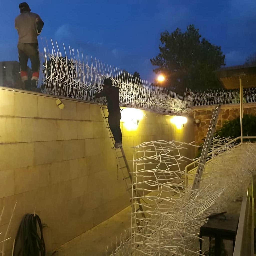 حفاظ شاخ گوزنی در بندر چابهار