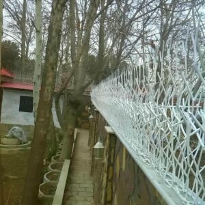 حفاظ شاخ گوزنی در فیروزکوه