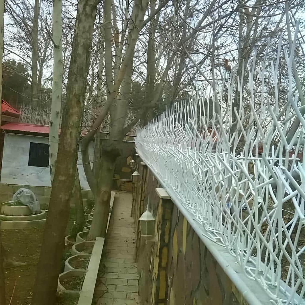 حفاظ شاخ گوزنی در فیروزکوه