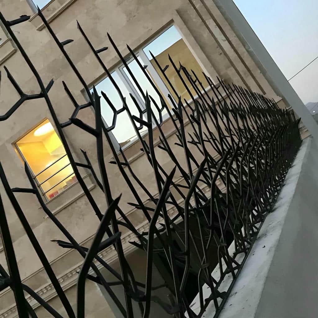 حفاظ شاخ گوزنی در لواسان