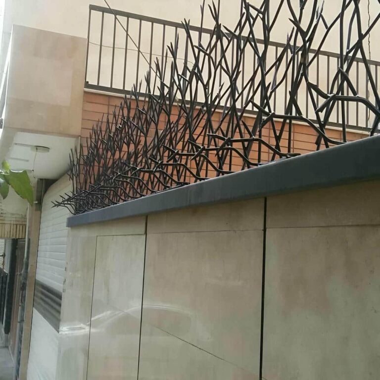 حفاظ شاخ گوزنی در قائمشهر حفاظ شاخ گوزنی در قائمشهر