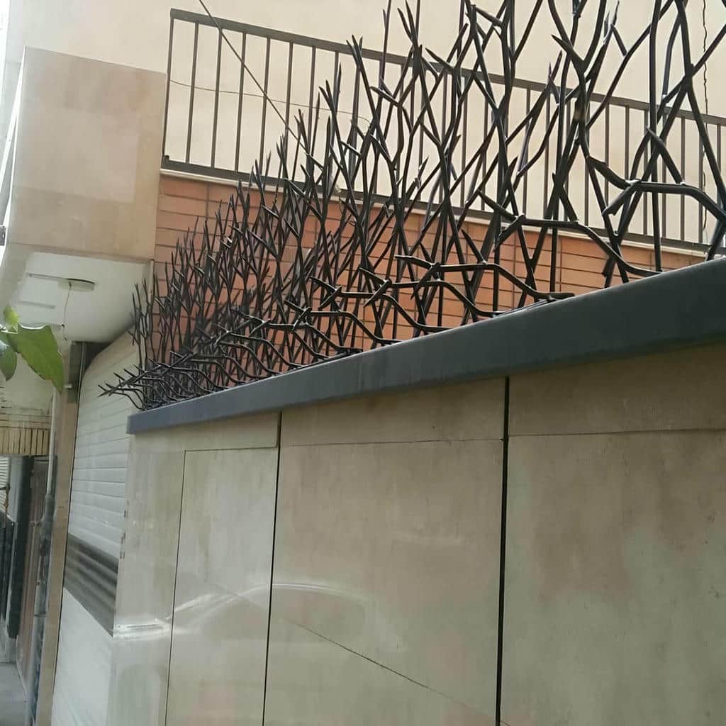 حفاظ شاخ گوزنی در قائمشهر