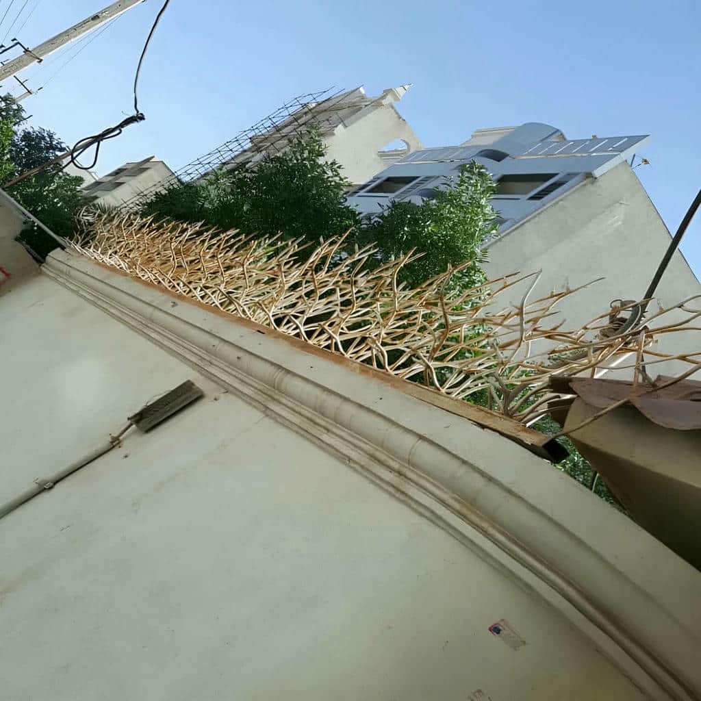 حفاظ شاخ گوزنی در مشهد