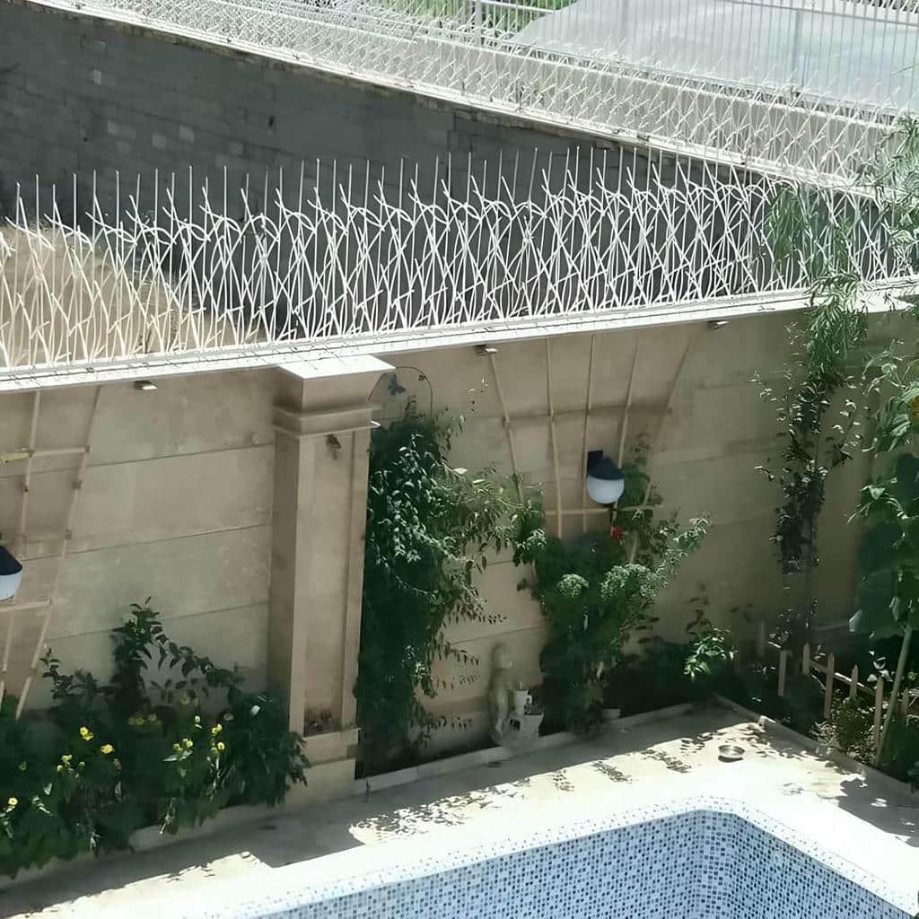 قیمت حفاظ شاخ گوزنی دیواری در رفسنجان
