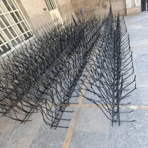 حفاظ شاخ گوزنی در بابل