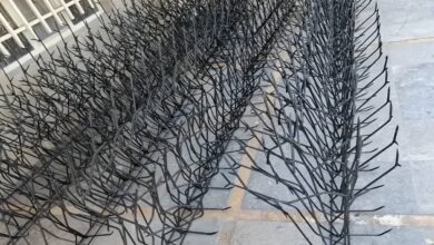 حفاظ شاخ گوزنی در بابل