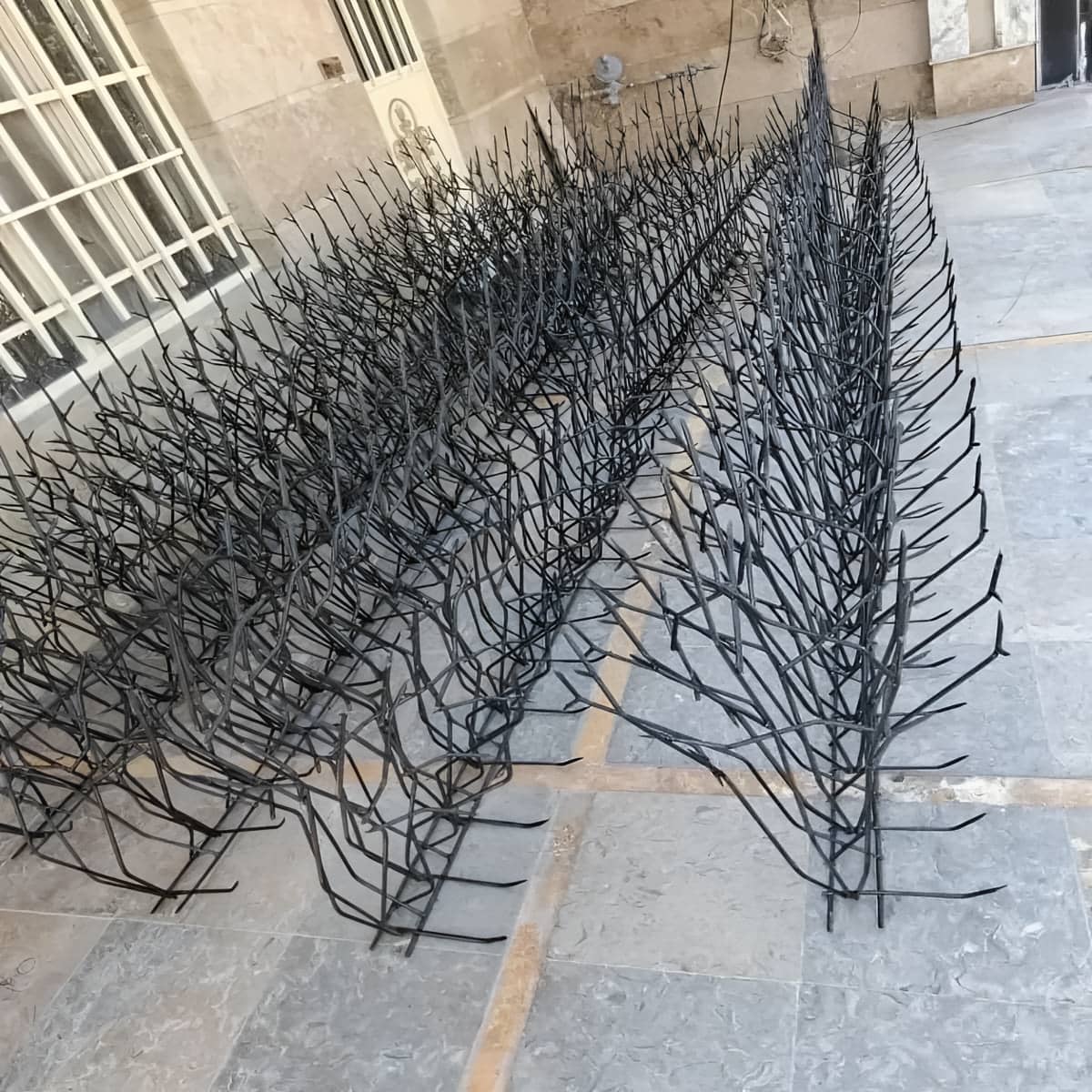 حفاظ شاخ گوزنی در بابل