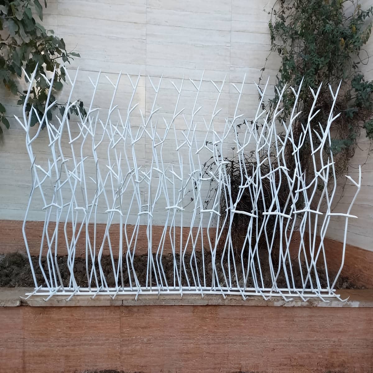 حفاظ شاخ گوزنی در شیراز